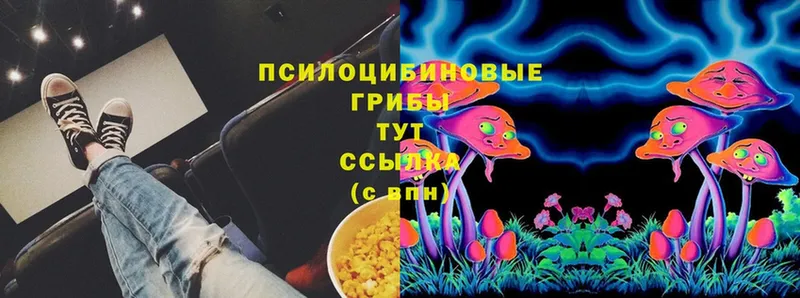 Галлюциногенные грибы MAGIC MUSHROOMS  как найти   Боготол 